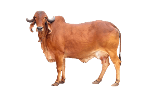 parenting veda mobile application best parenting app online course in gujarati and hindi daily parenting activity parenting webinar seminar workshop kit personal counseling child brain development child behavioral issue jitendra timbadiya - exclusiveness of our course